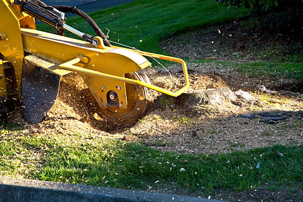 How Our Tree Care Process Works  in  Lester Prairie, MN